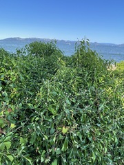 Hedera canariensis