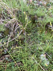 Festuca