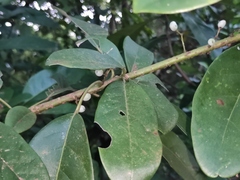 Daphniphyllum calycinum