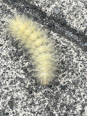 Spilosoma