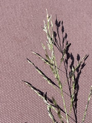 Panicum coloratum