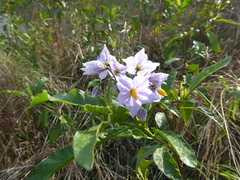Solanum bonariense