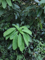 Daphniphyllum calycinum