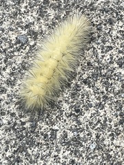 Spilosoma
