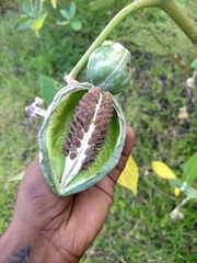 Calotropis gigantea