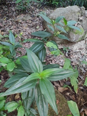 Melastoma sanguineum