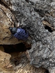 Cypherotylus californicus