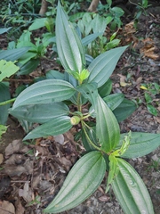 Melastoma sanguineum