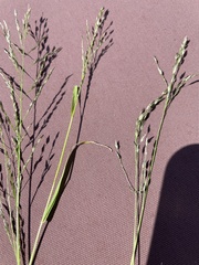 Panicum coloratum