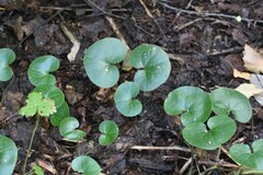 Asarum europaeum
