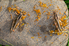 Melanoplus packardii