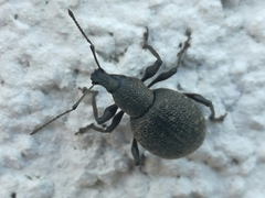 Otiorhynchus