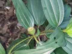 Melastoma sanguineum