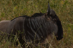 Connochaetes taurinus albojubatus