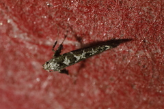 Gracillaria loriolella