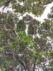Artocarpus heterophyllus