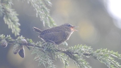 Troglodytes pacificus