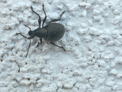 Otiorhynchus