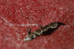 Gracillaria loriolella