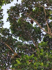 Artocarpus heterophyllus