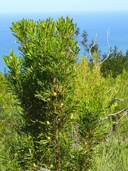 Leucadendron eucalyptifolium