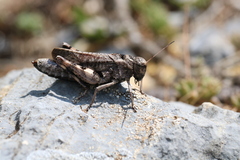 Psophus stridulus