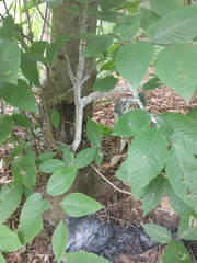 Grylloprociphilus imbricator