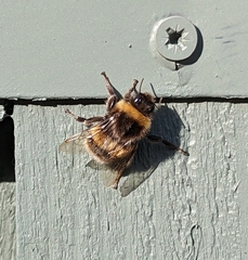 Bombus