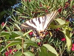 Iphiclides feisthamelii