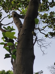 Artocarpus heterophyllus