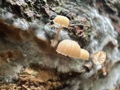 Mycena corticola