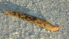 Ariolimax columbianus