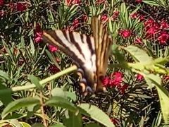 Iphiclides feisthamelii