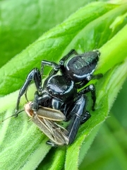 Paraphidippus aurantius