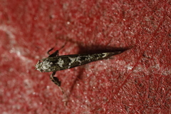 Gracillaria loriolella