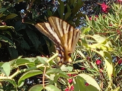 Iphiclides feisthamelii