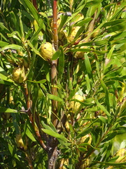 Leucadendron eucalyptifolium