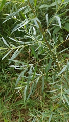 Salix exigua