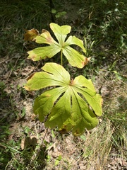 Podophyllum peltatum