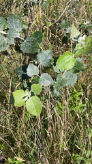 Populus alba