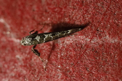 Gracillaria loriolella