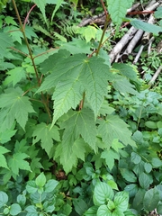 Acer spicatum