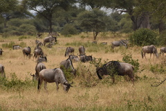 Connochaetes taurinus albojubatus