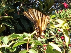 Iphiclides feisthamelii