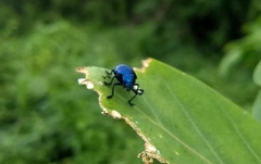 Platycorynus peregrinus