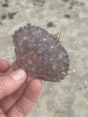 Romaleon antennarium