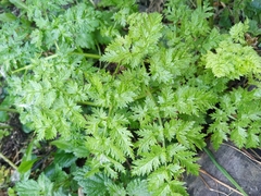 Anthriscus sylvestris