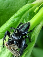 Paraphidippus aurantius