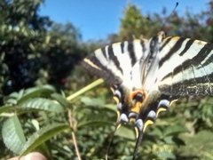 Iphiclides feisthamelii