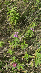 Stachys palustris